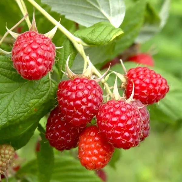 Caroline Everbearing Raspberry