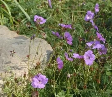 Carpet Geranium