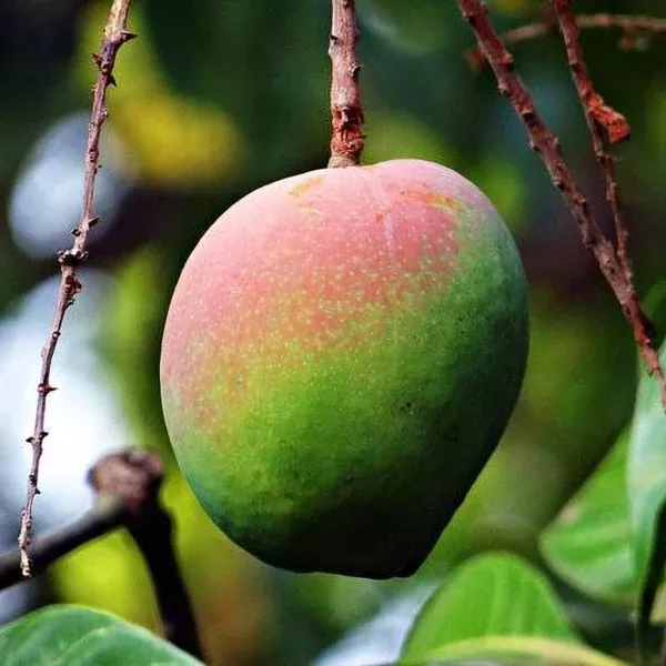 Carrie Mango