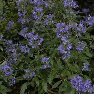 Caryopteris Blubeard 3 Gallon