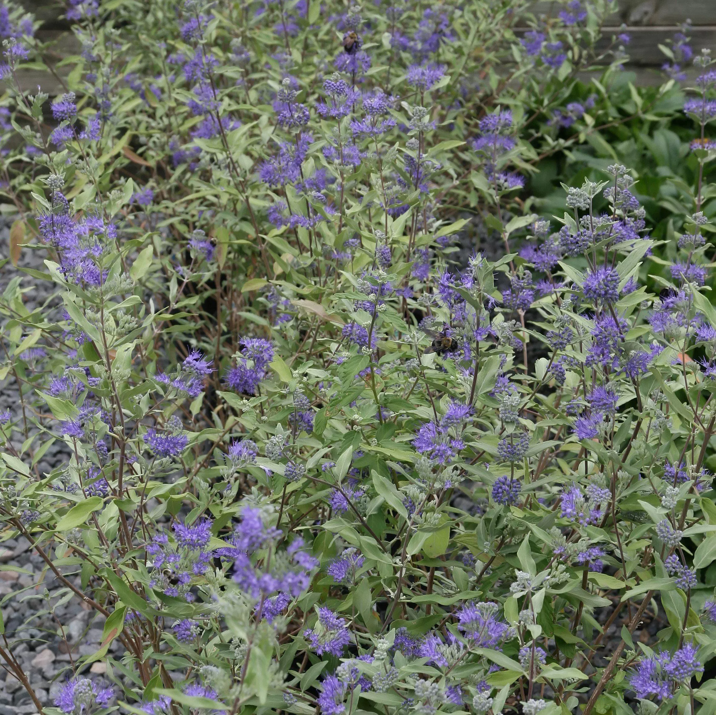 Caryopteris × clandonensis 'Dark Knight'- Dark Knight Bluebeard