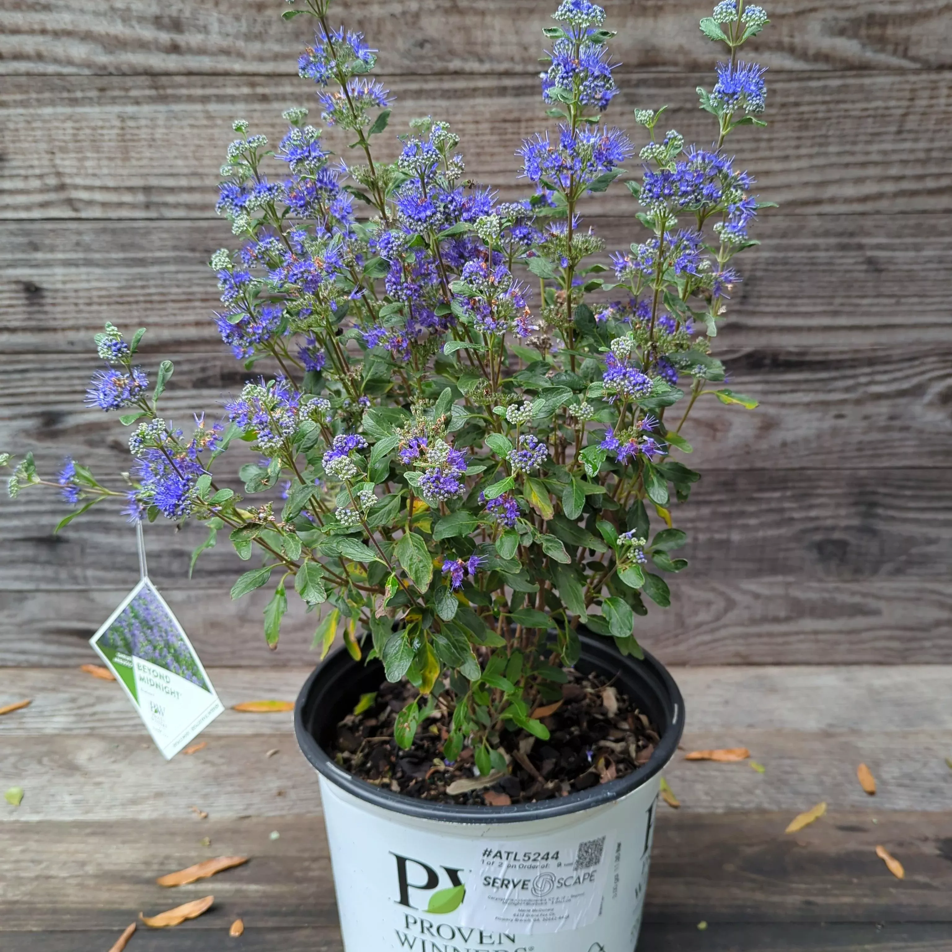 Caryopteris x clandonensis 'CT-9-12'- Beyond Midnight Bluebeard
