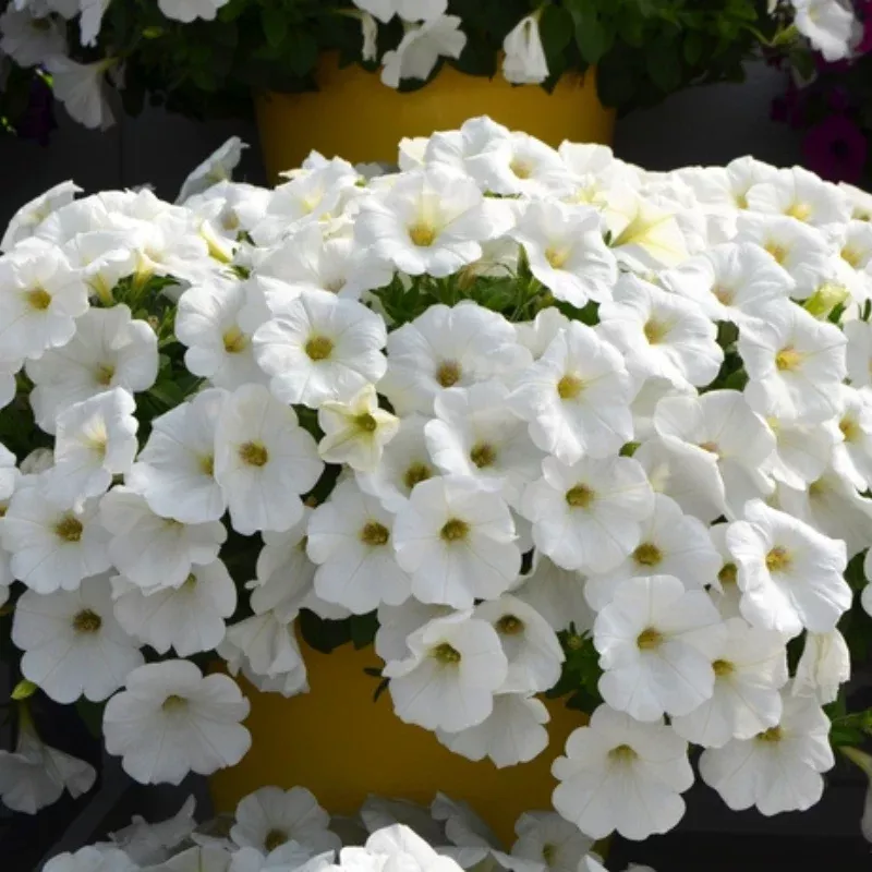 Cascadia Iceberg Petunia Plant Plug (Petunia hybrid) – Pure white blooms, trailing habit, perfect for cascading displays in sunny areas.