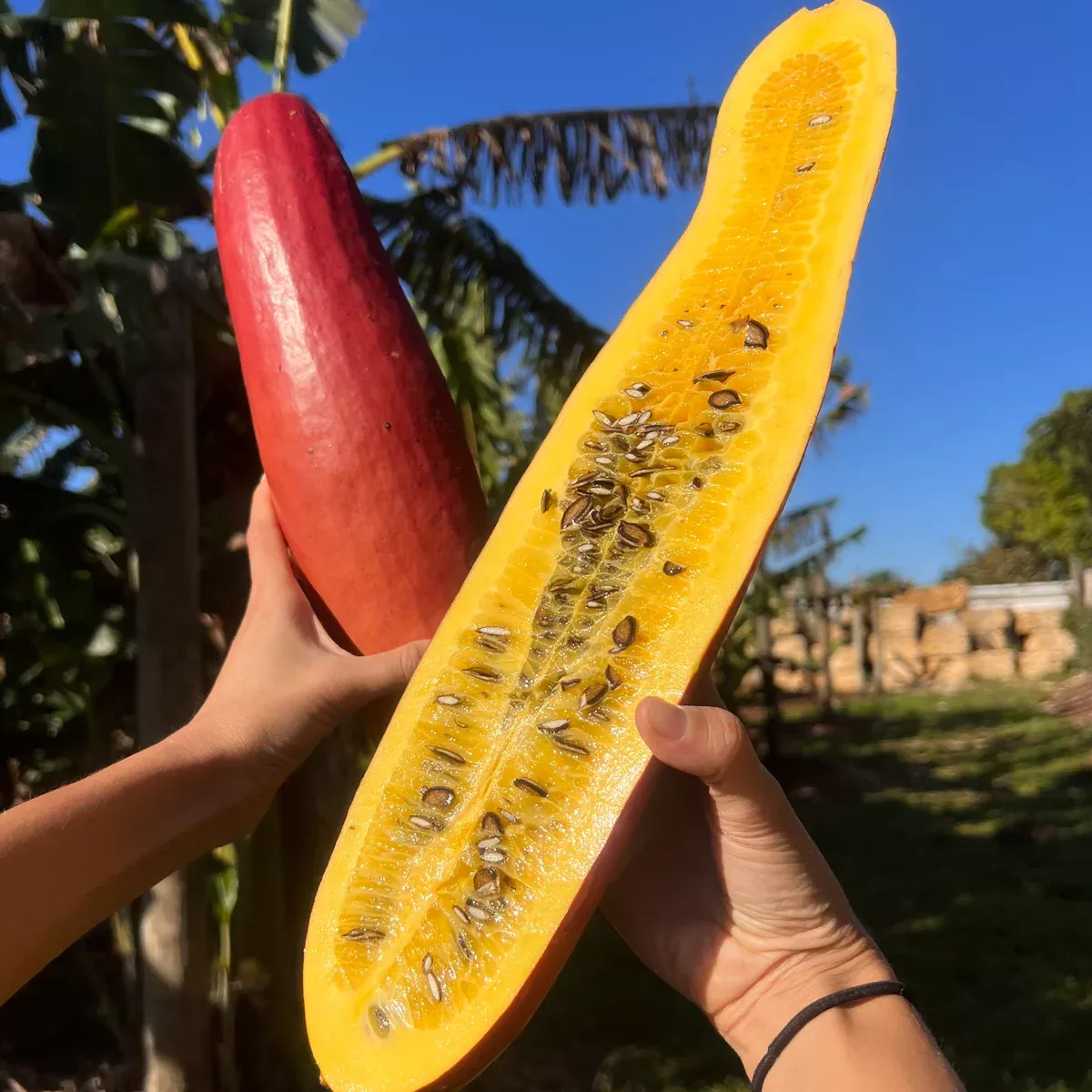 Cassabanana *Pre-Order*