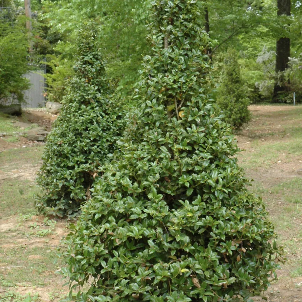 Castle Spire Meserve Holly