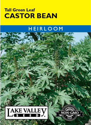 Castor Bean Tall Green Leaf – Item #74
