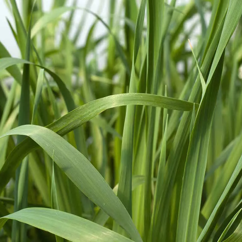 Cat Grass