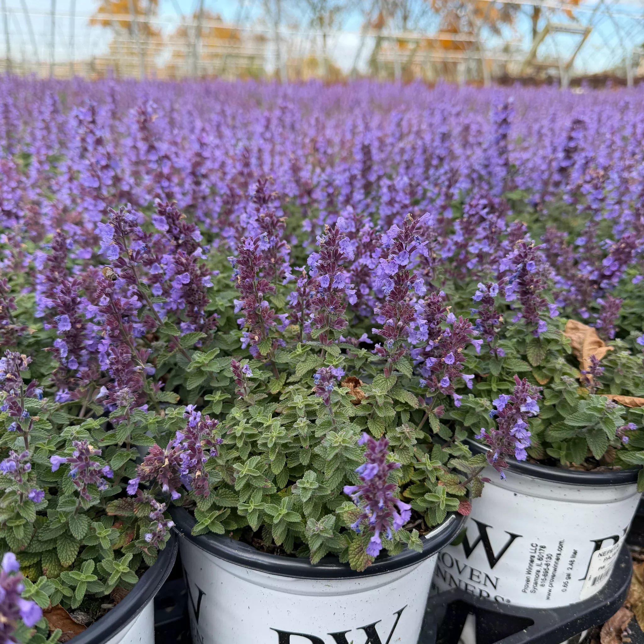 Cat's Pajamas Catmint