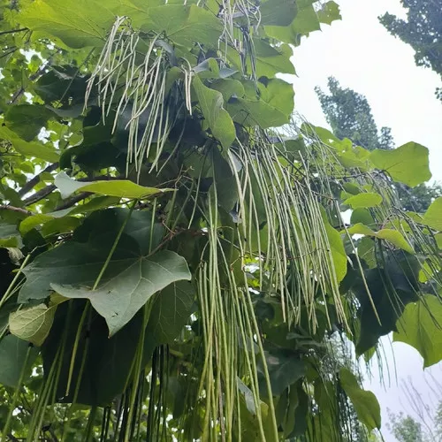 Catalpa ovata seeds