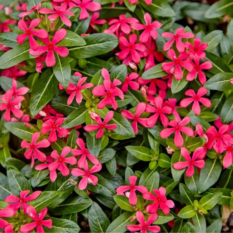 Catharanthus Soiree Kawaii Red Shades Plant Plug (Catharanthus hybrid 'Soiree Kawaii Red Shades') – Bright red blooms – Heat-tolerant and compact.
