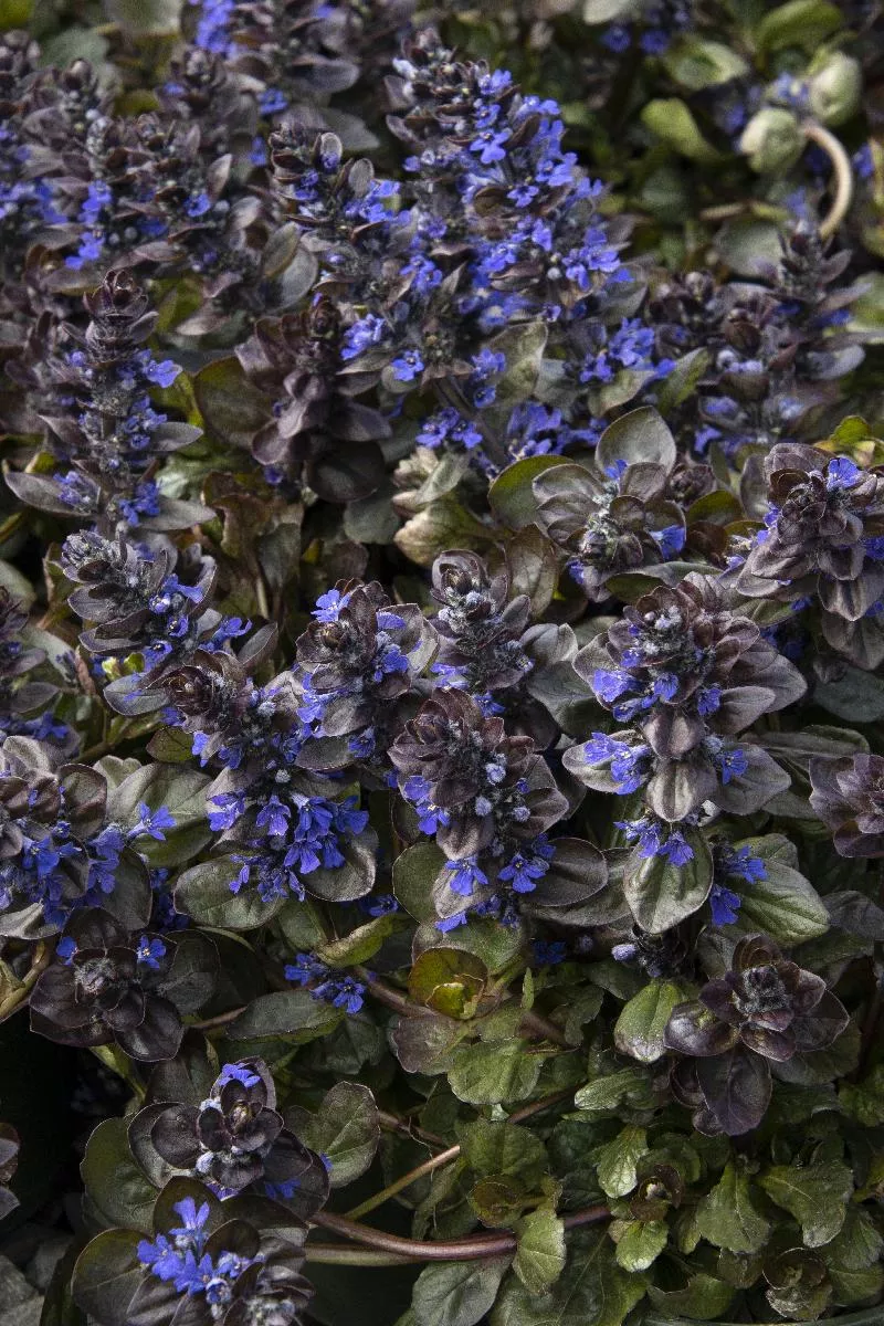 Catlin's Giant Ajuga