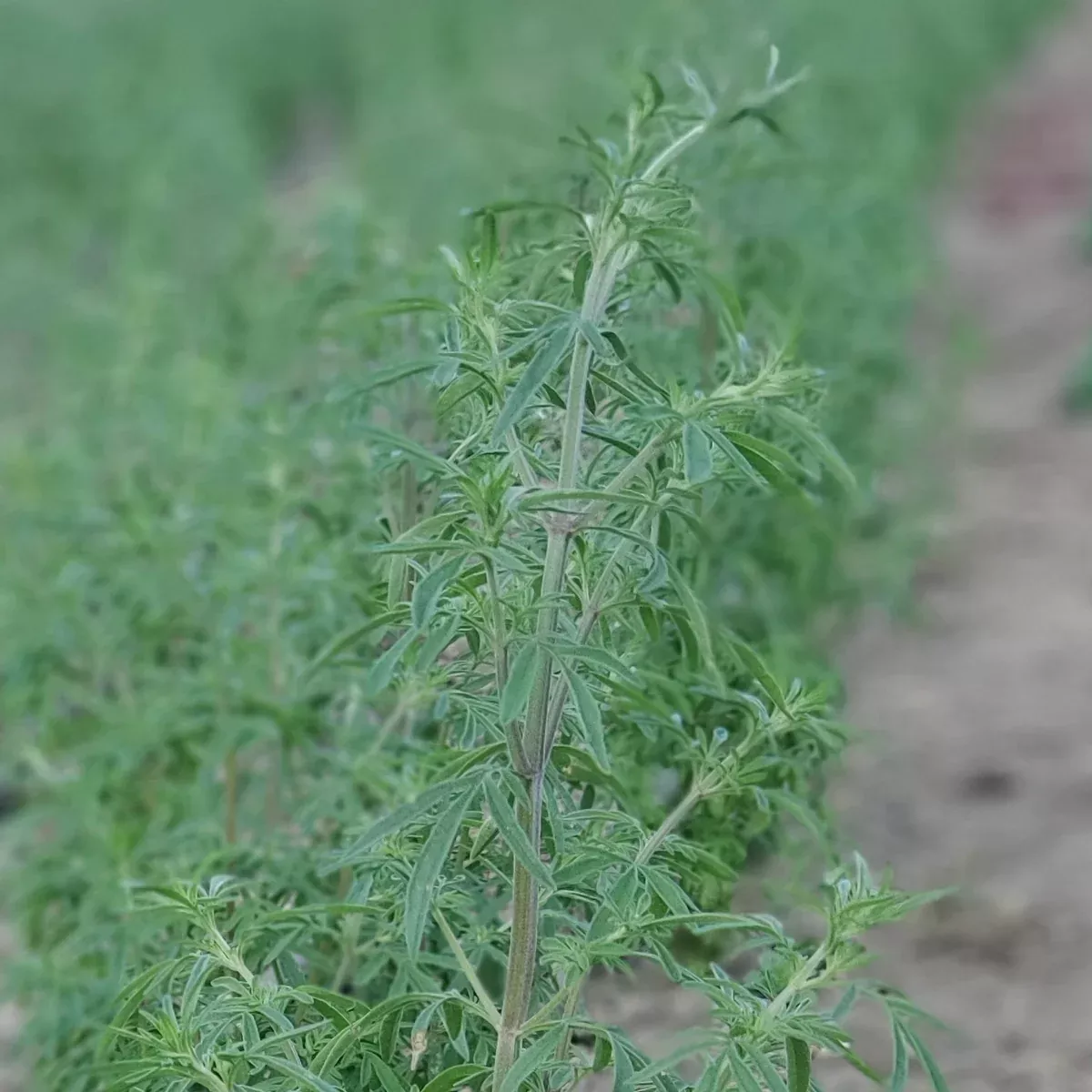 Catnip, Japanese aka Jing Jie (Nepeta tenuifolia)