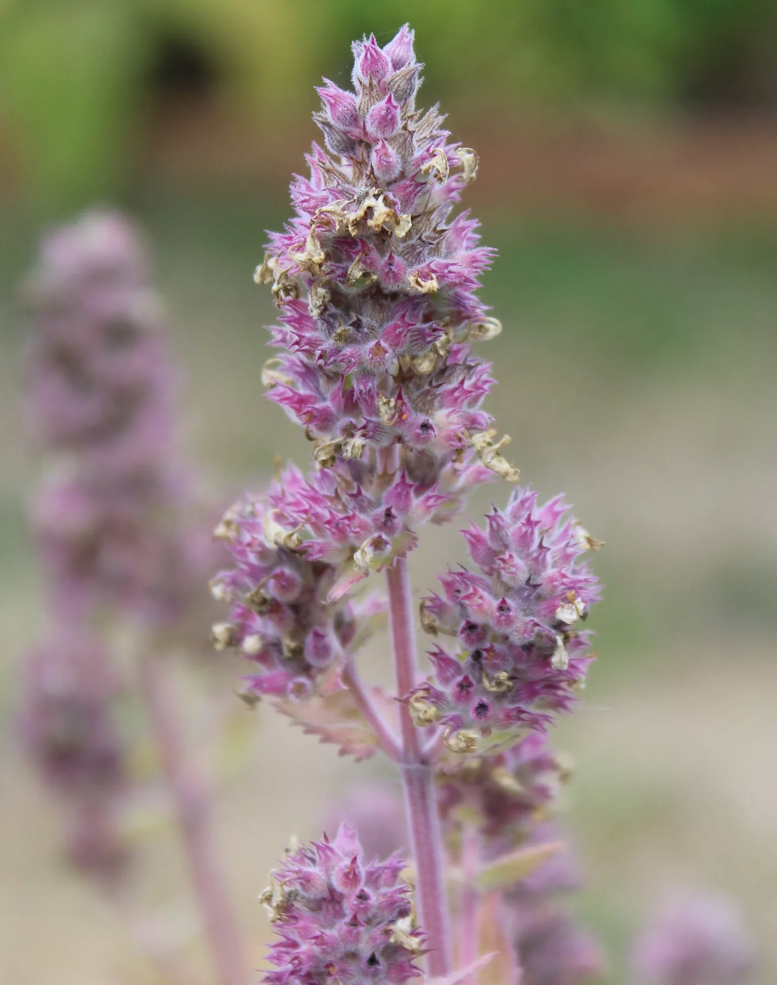 Catnip, Official