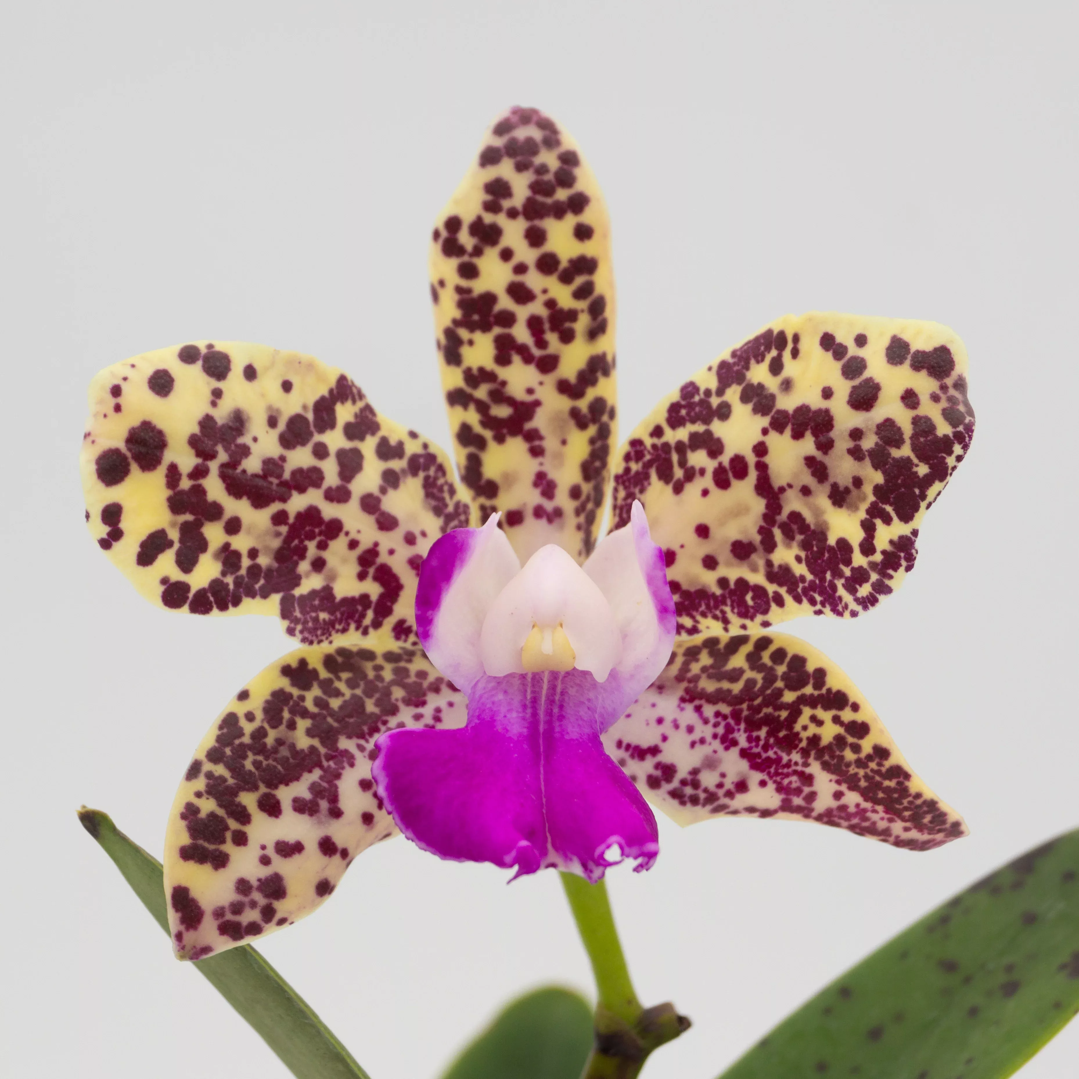 Cattleya Hot Spot 'Punatic' AM/AOS