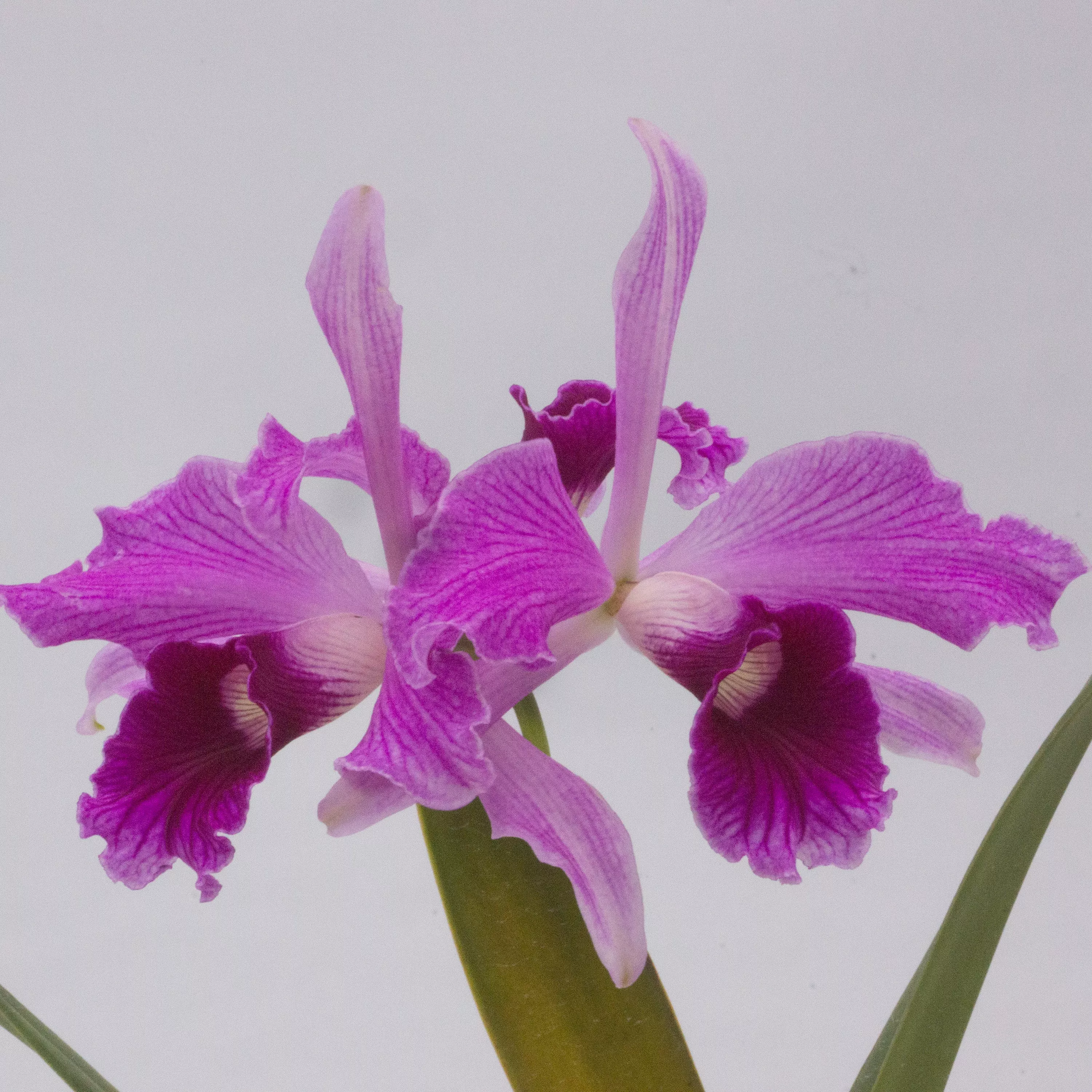 Cattleya purpurata var. striata