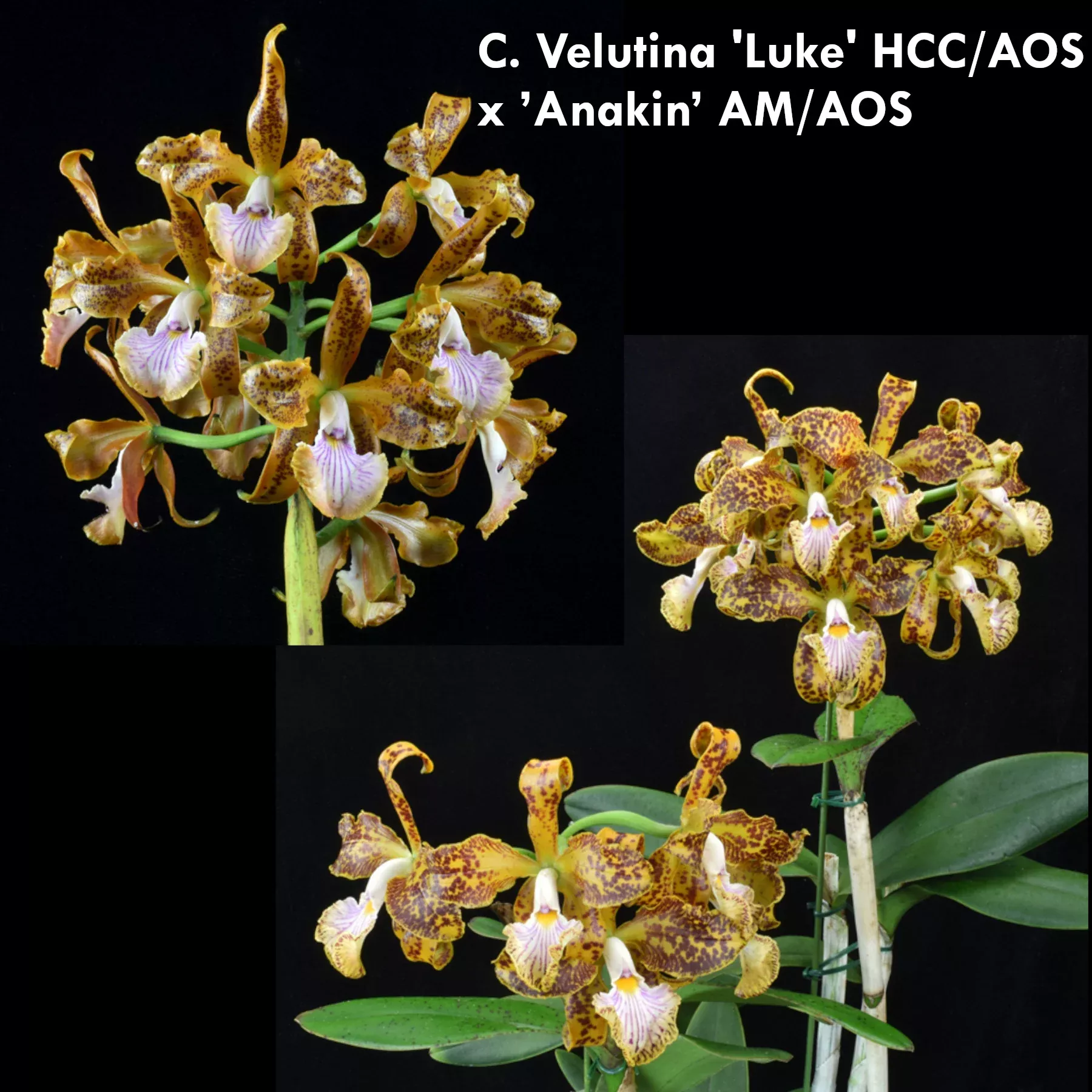 Cattleya velutina