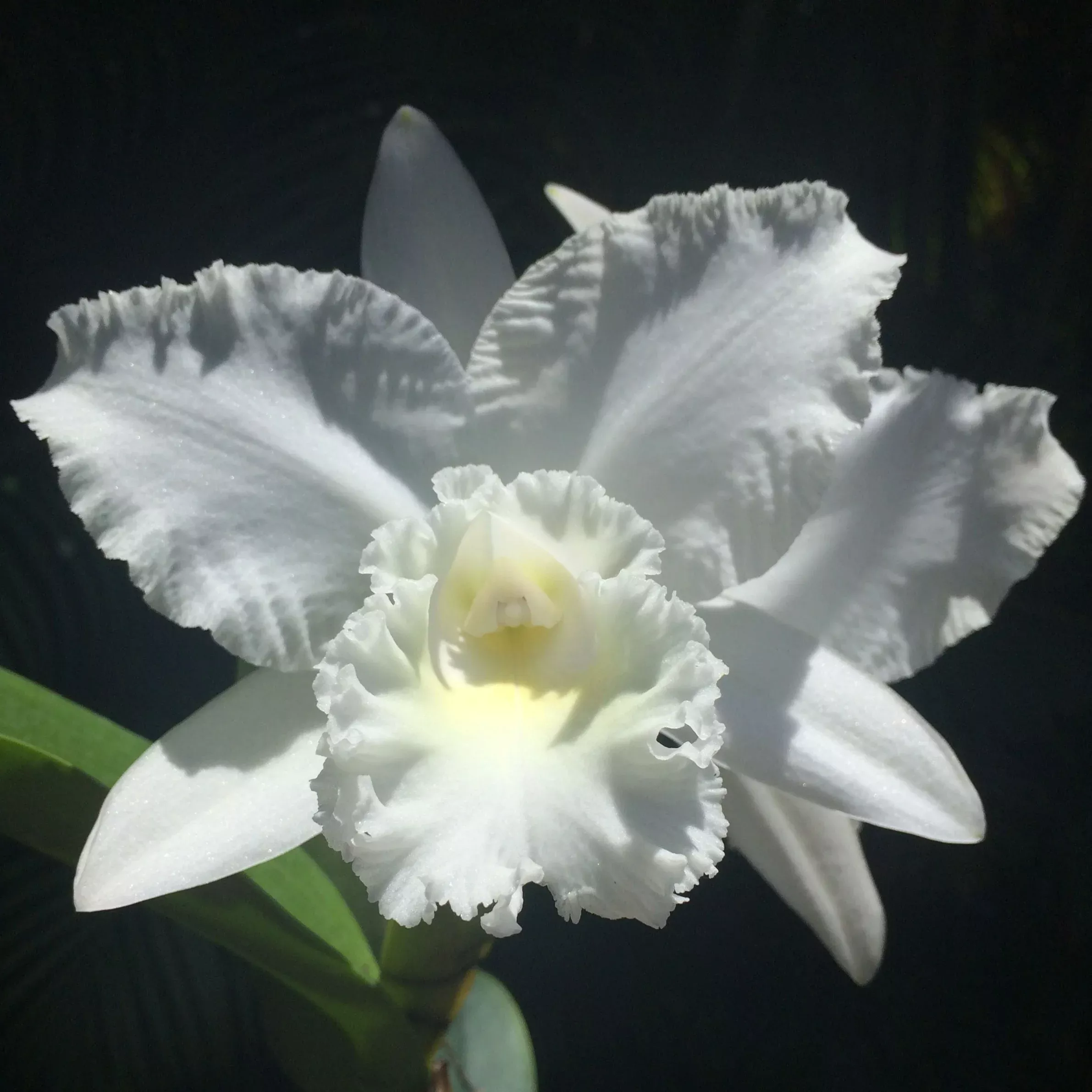 Cattleya White Reception