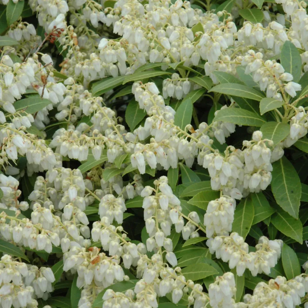 Cavatine Dwarf Japanese Pieris