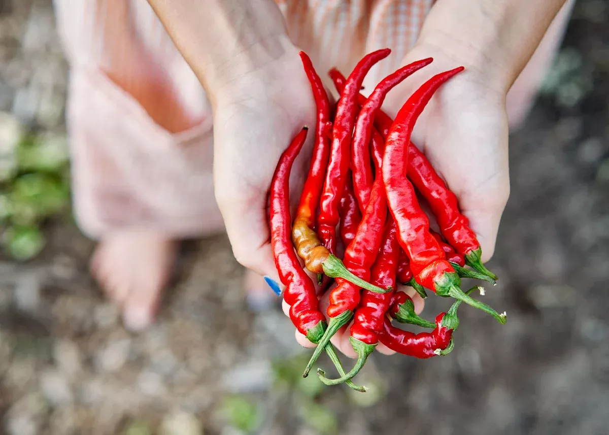 Cayenne Long Slim - Organic Hot Pepper Seeds