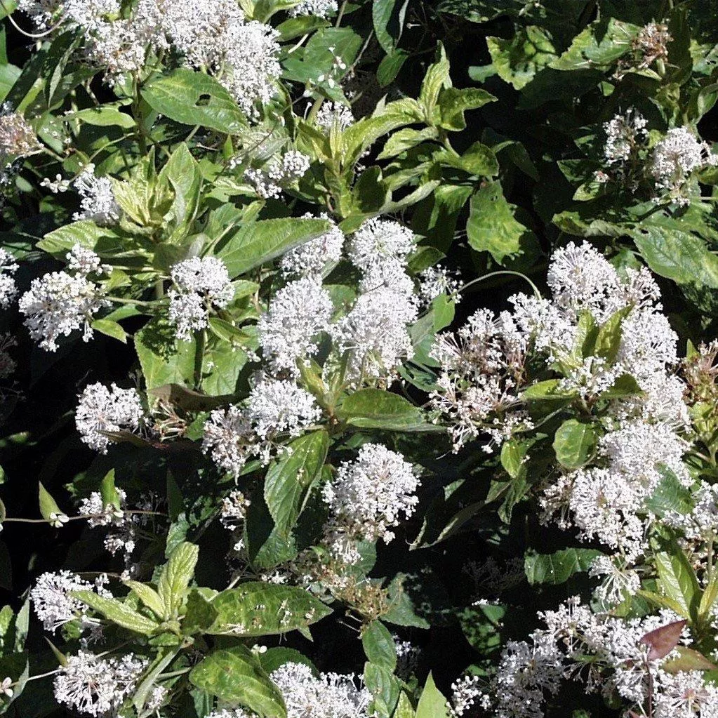 Ceanothus americanus- New Jersey Tea
