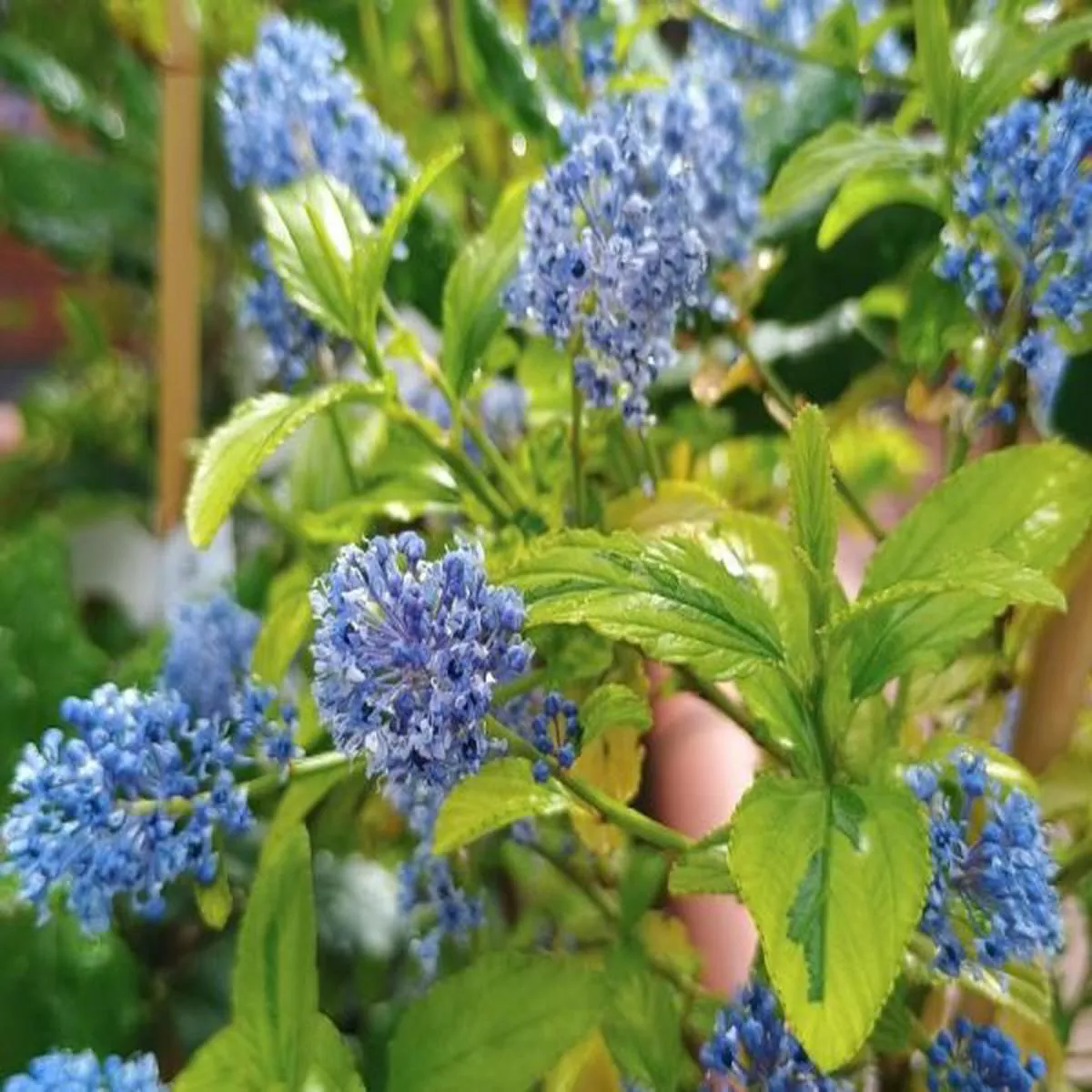 Ceanothus Pershore ZanzibarCalifornian lilac