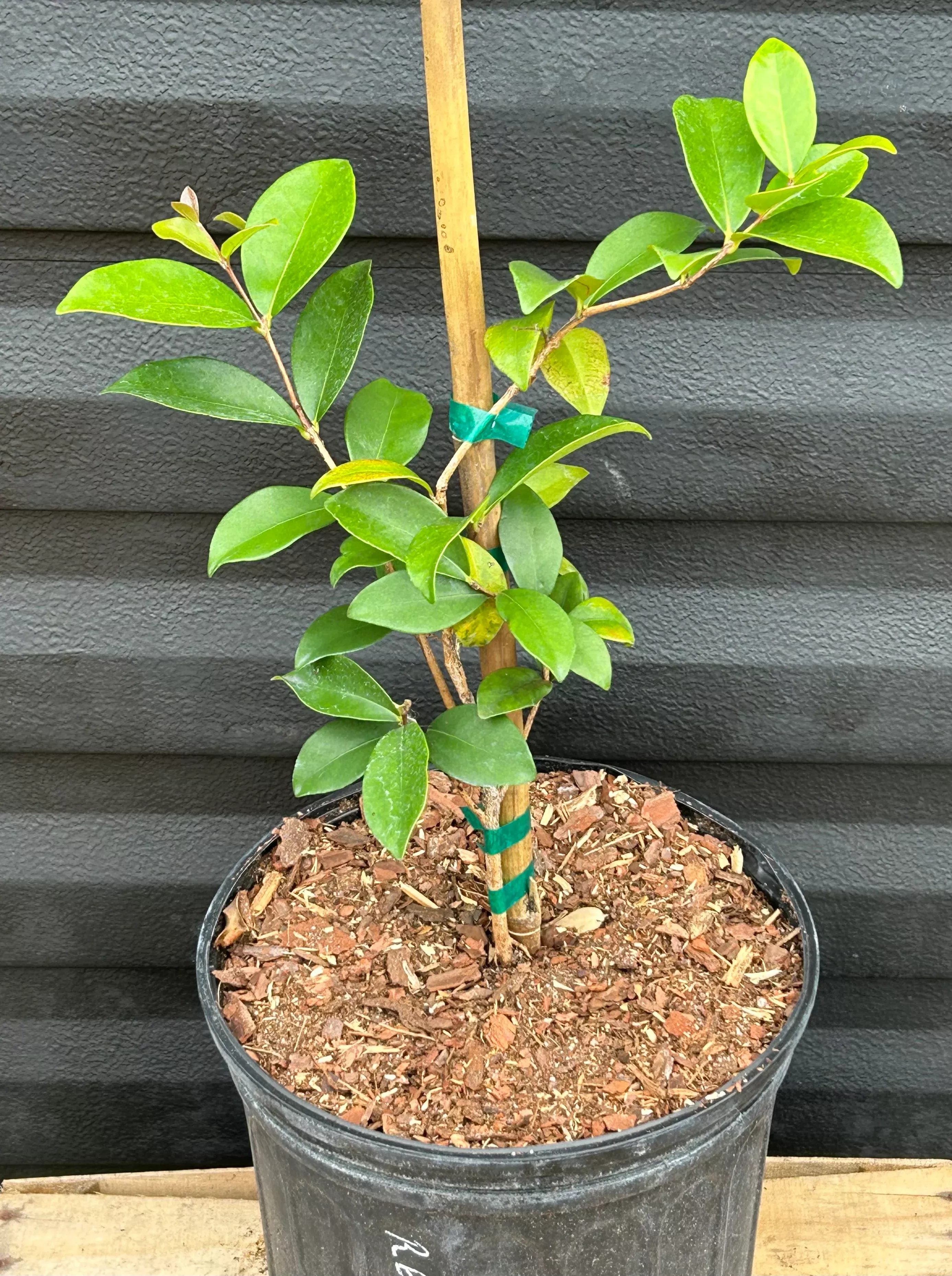 Cedar Bay Cherry