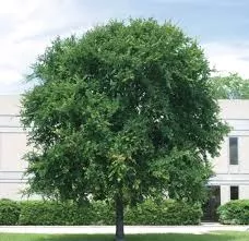 Cedar Elm Tree
