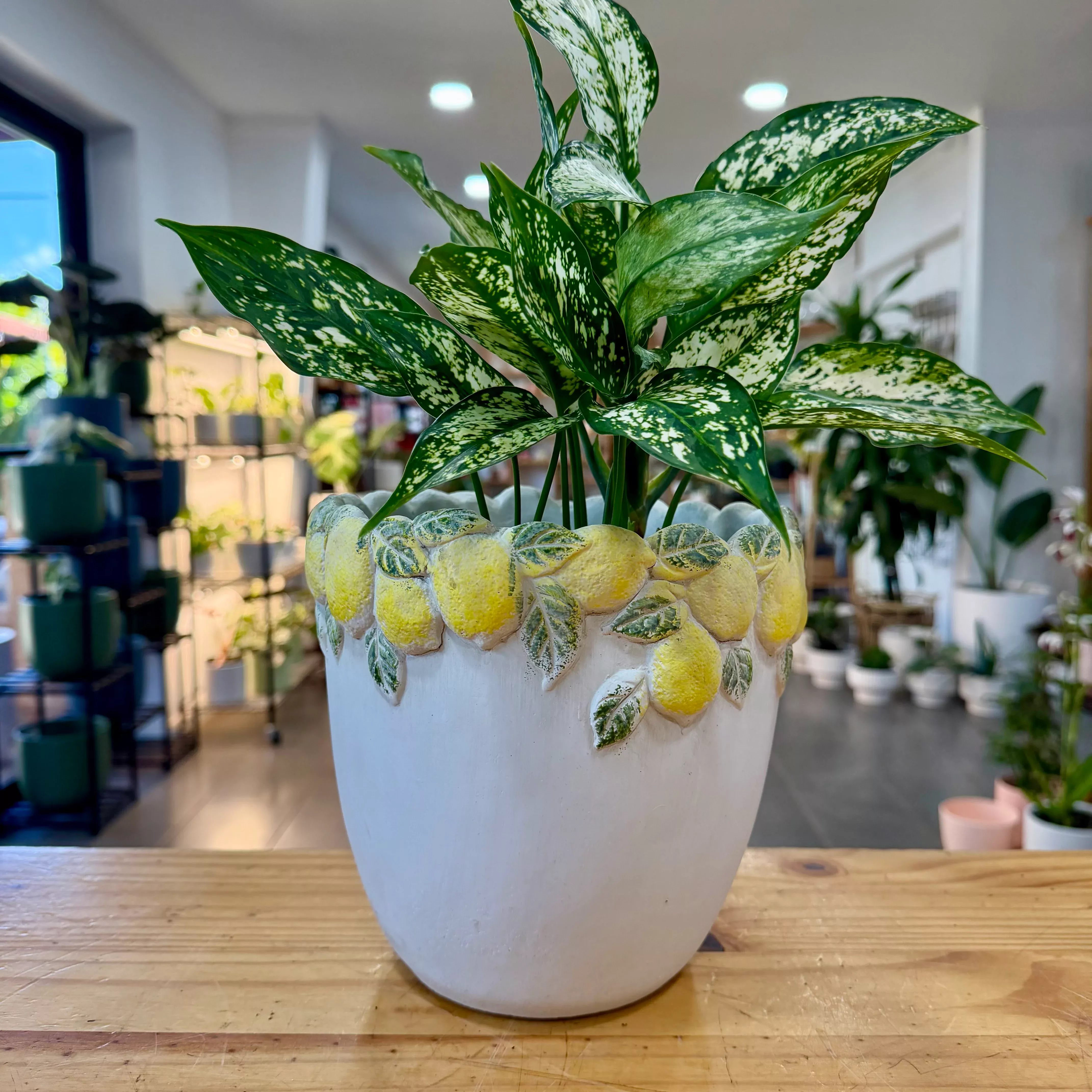 Cedrate Cement Pot