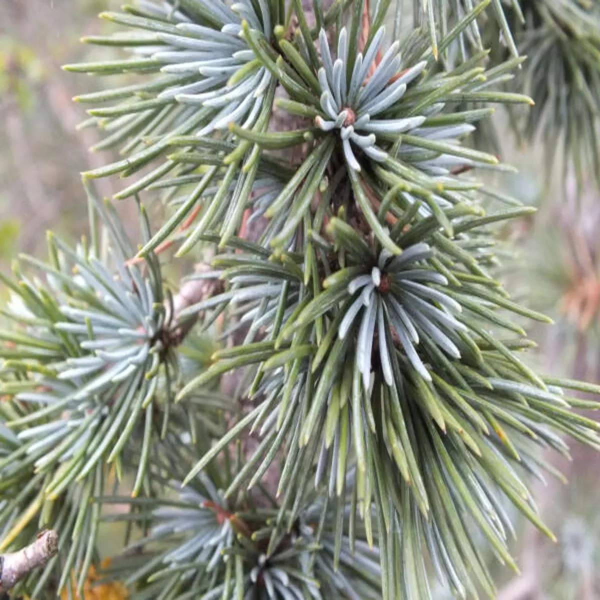 Cedrus atlantica Glauca Pendula (3 litre pot)Atlas cedar