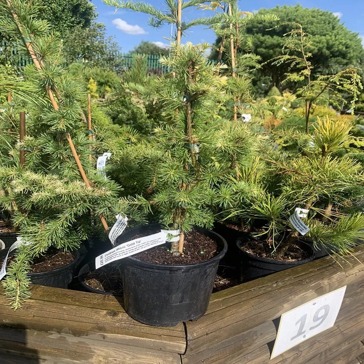 Cedrus libani Gold TipCedar of Lebanon