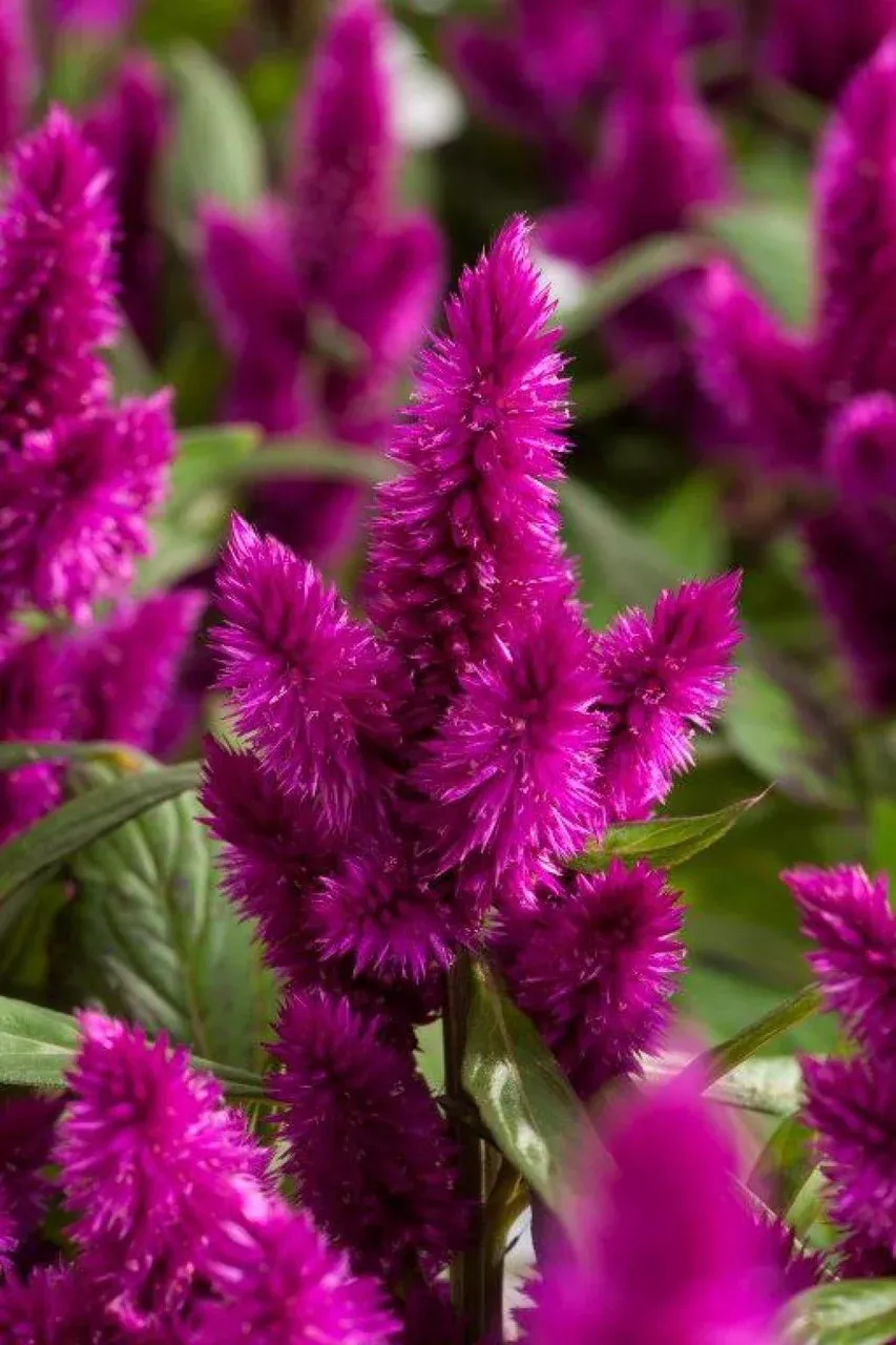 Celosia Intenz™ 'Dark Purple'