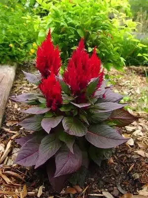Celosia New Look Red and Fresh Look Mix