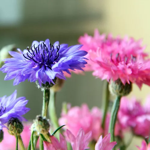 Centaurea cyanus