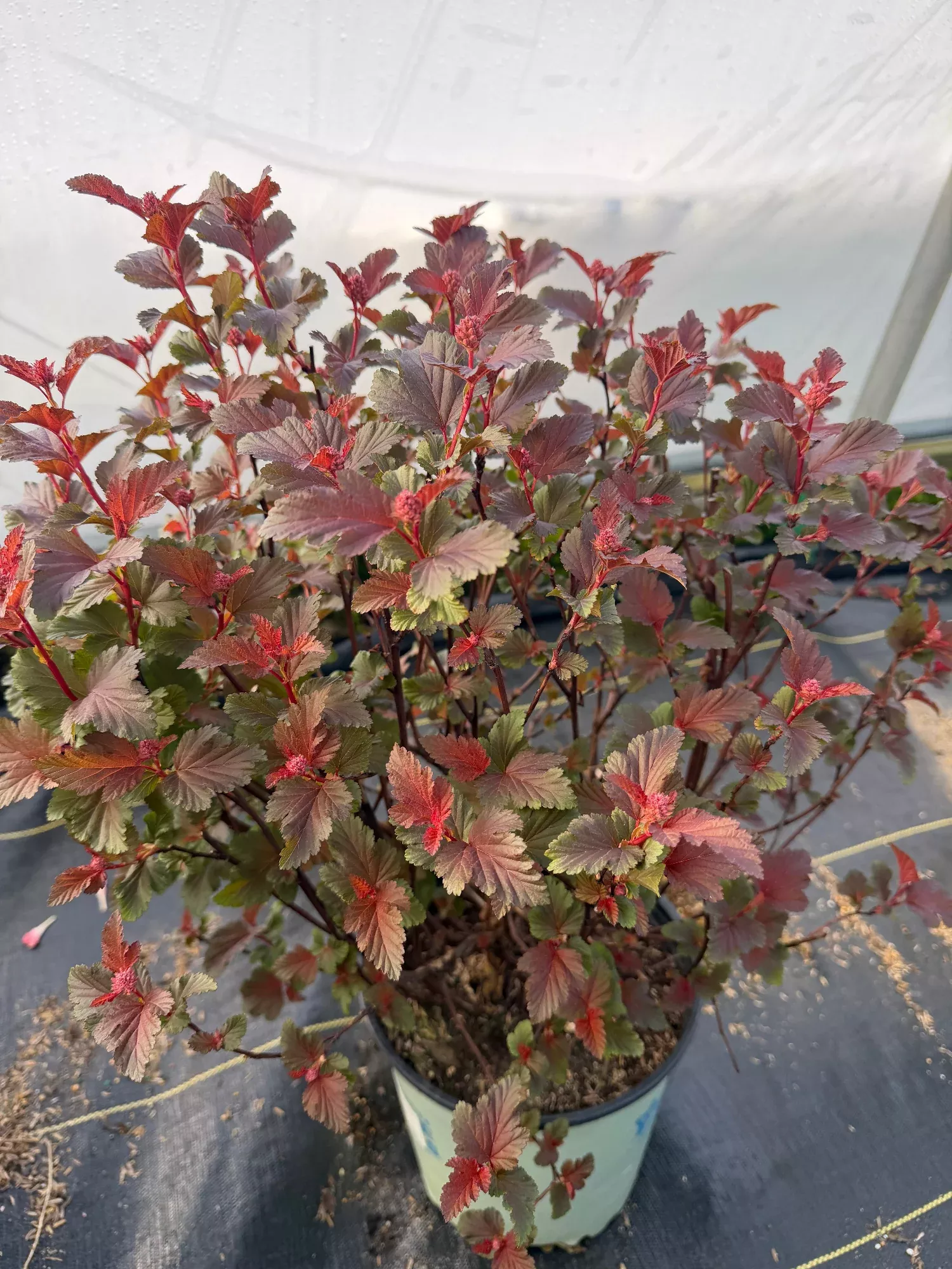 Center Glow Ninebark