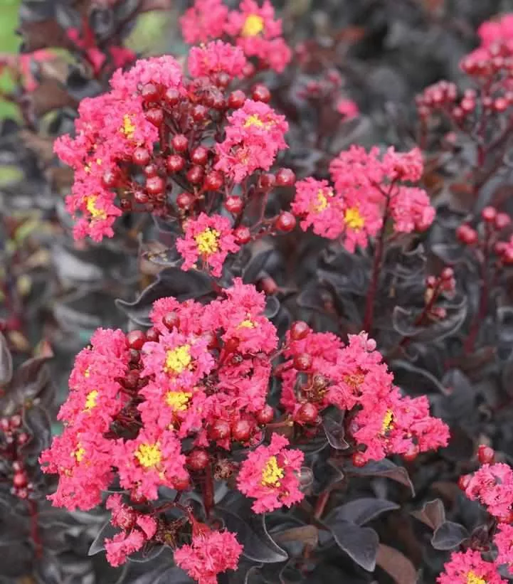 Center Stage Pink Crapemyrtle