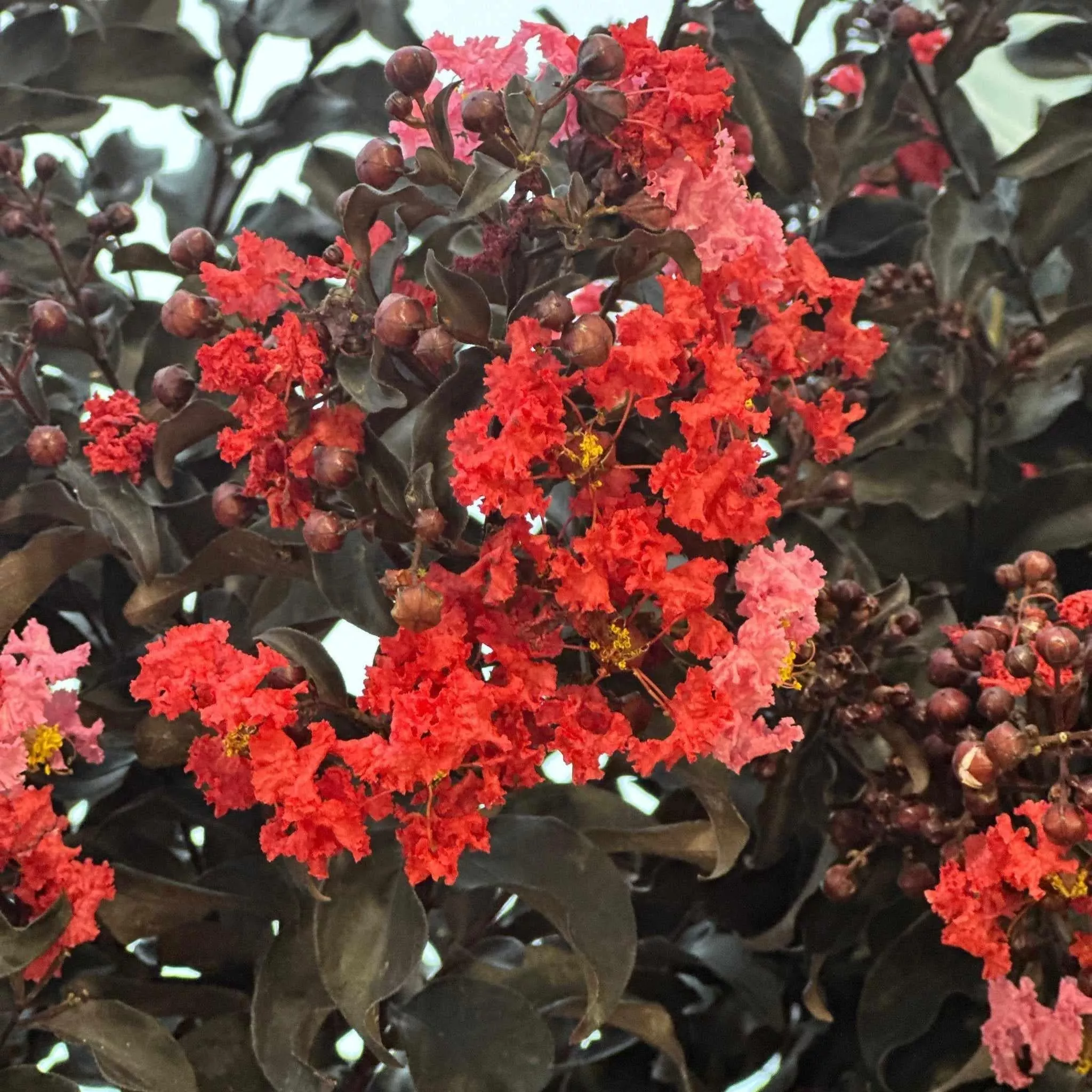 Center Stage Red Crapemyrtle