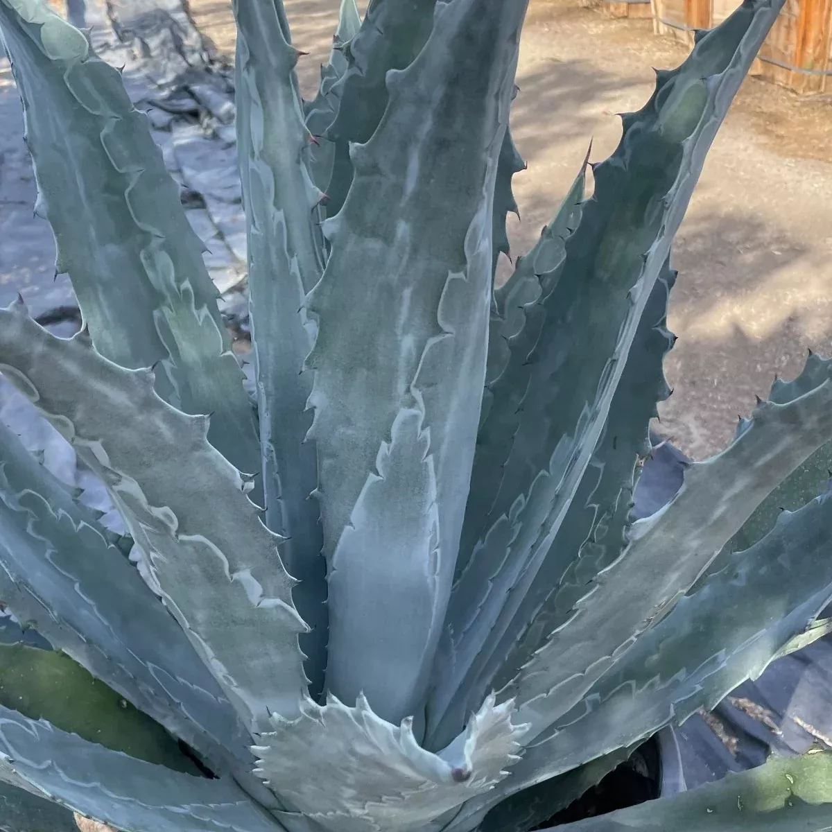 Century Plant