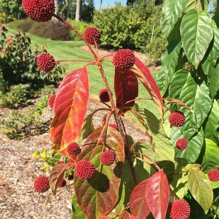 Cephalanthus occidentalis 'SMCBM'- Crimson Comet™ Buttonbush