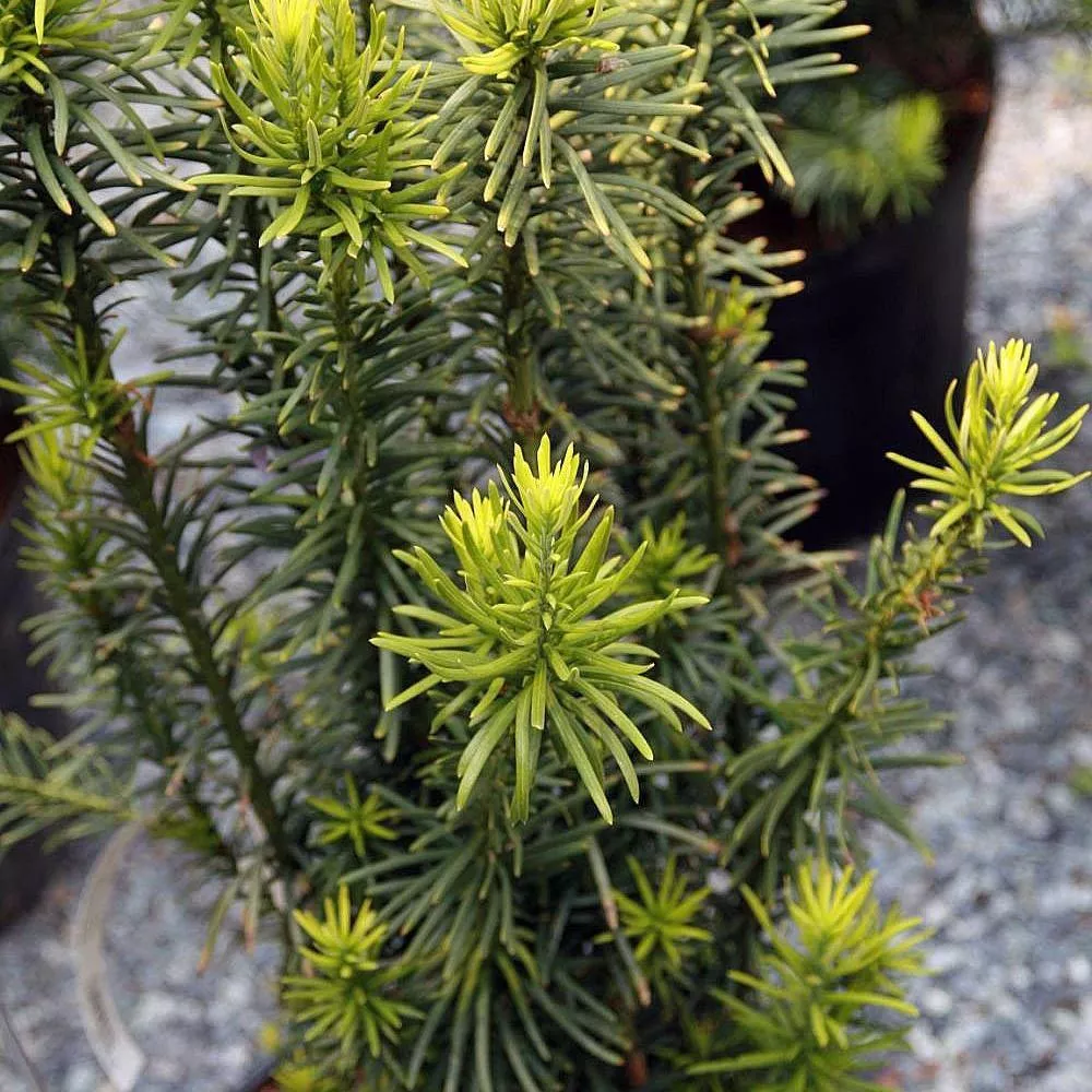 Cephalotaxus harringtonia 'Fastigiata'- Upright Japanese Plum Yew