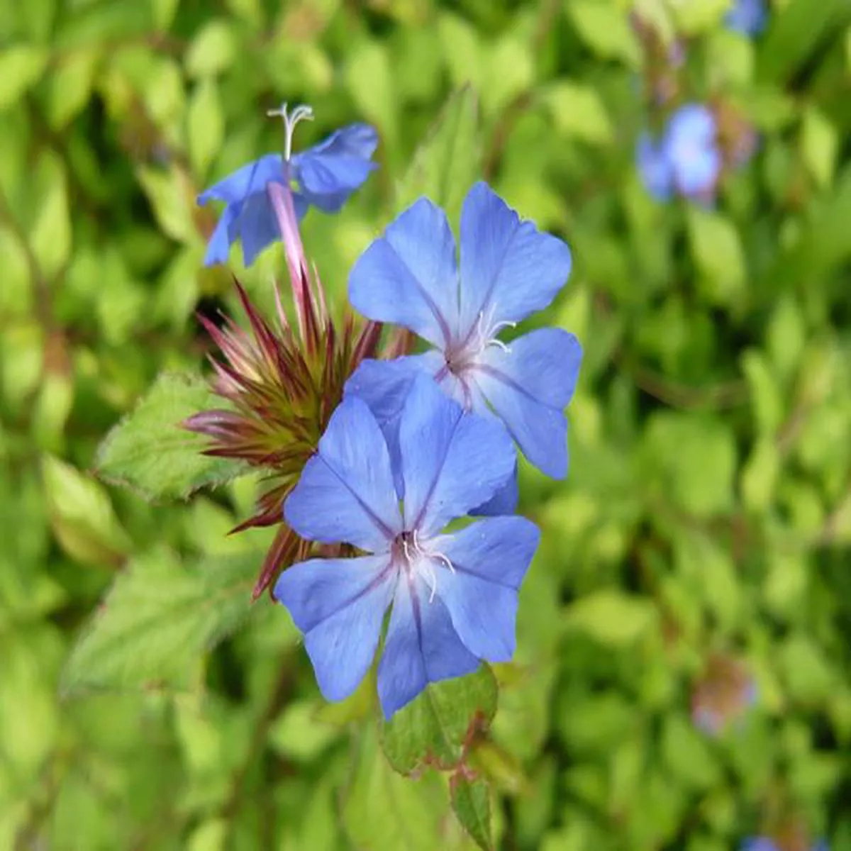 Ceratostigma willmottianum Forest Blue