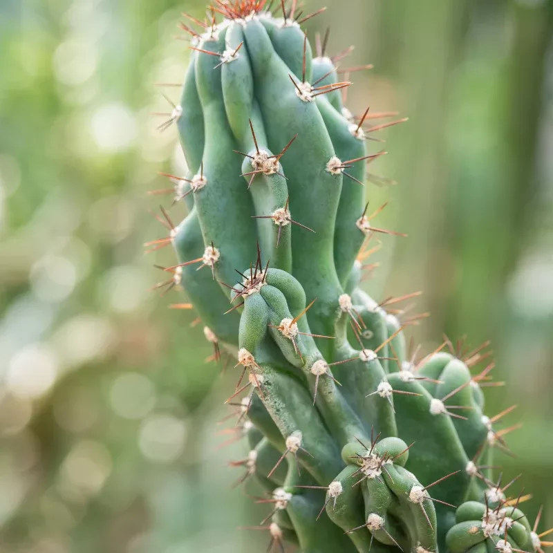 Cereus Species Mix (Cereus spp.) Seeds – Assorted Fast-Growing Columnar Cactus Varieties, Fragrant Night Blooms, Beginner-Friendly