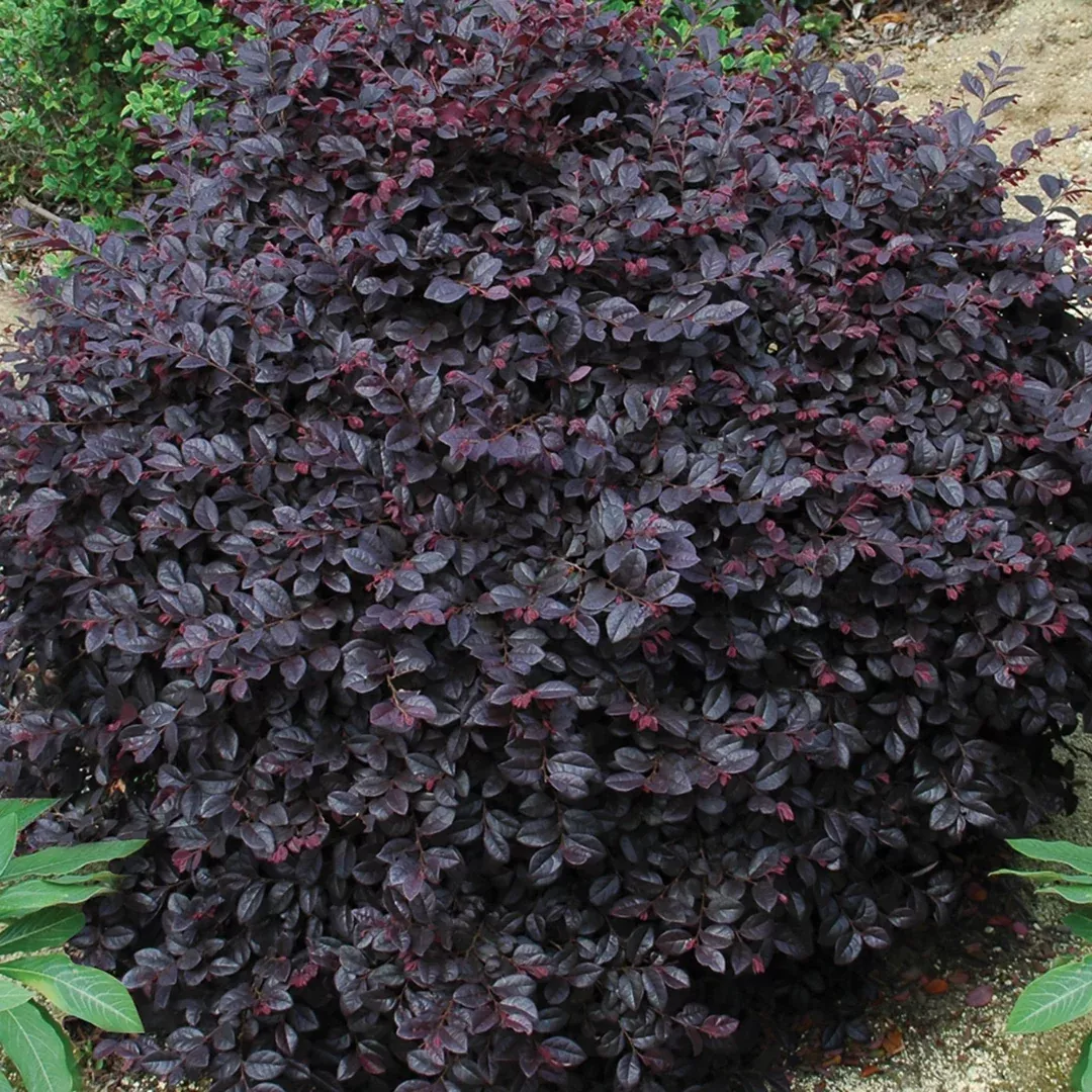 Cerise Charm Loropetalum