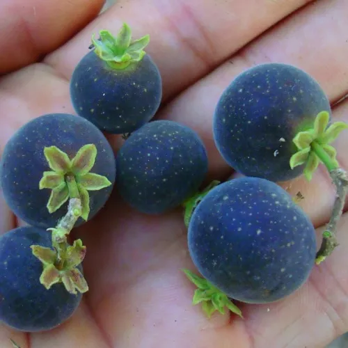 Ceylon Gooseberry
