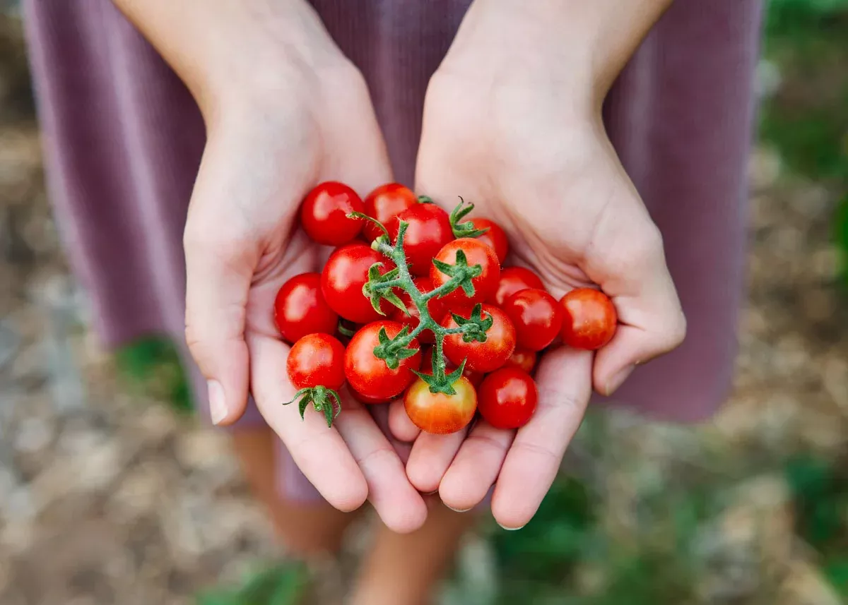 Chadwick Cherry - Organic Tomato Seeds
