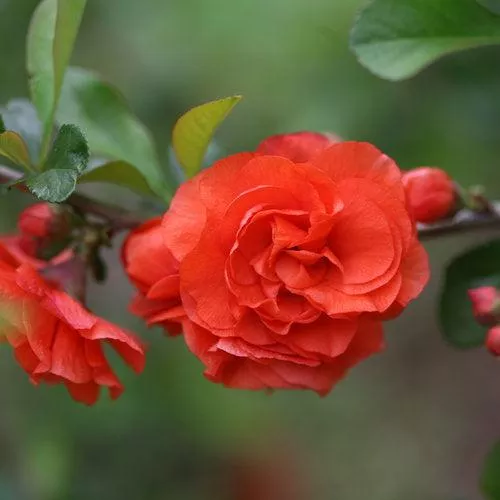 Chaenomeles speciosa 'Orange Storm' USPP 20,950- PW Double Take™ Orange Flowering Quince