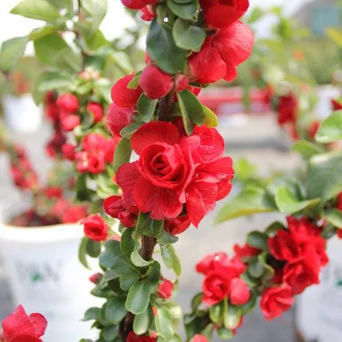 Chaenomeles speciosa 'Scarlet Storm' USPP 20,951- PW Double Take™ Scarlet Flowering Quince