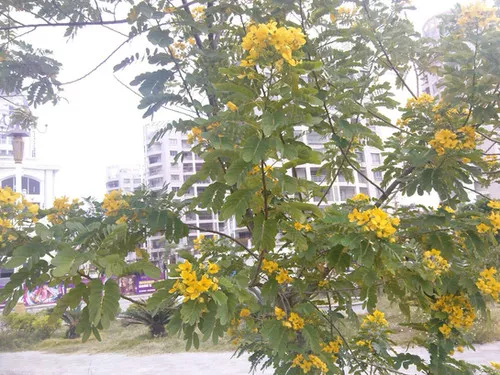 Chamaecrista rotundifolia