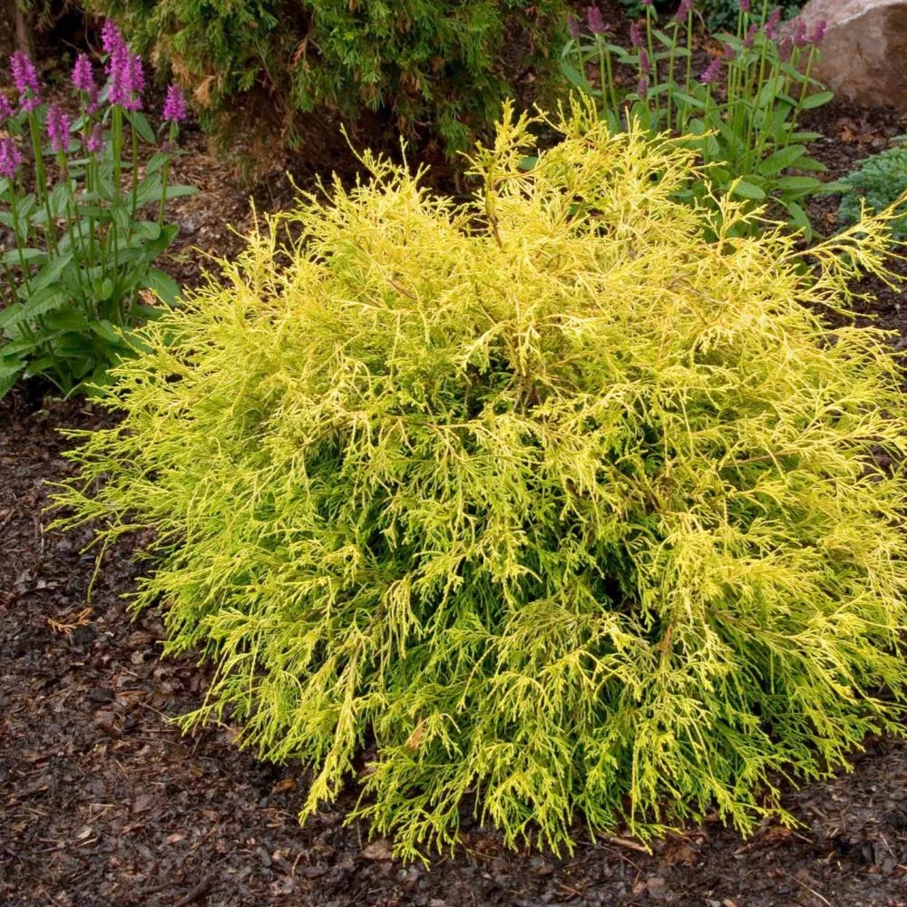 CHAMAECYPARIS Kings Gold #3