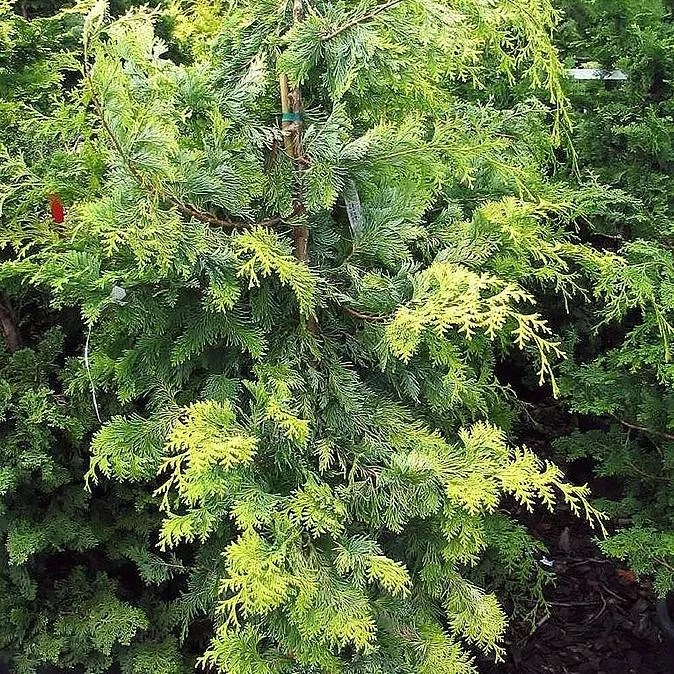 Chamaecyparis obtusa 'Crippsii'- Golden Hinoki False Cypress