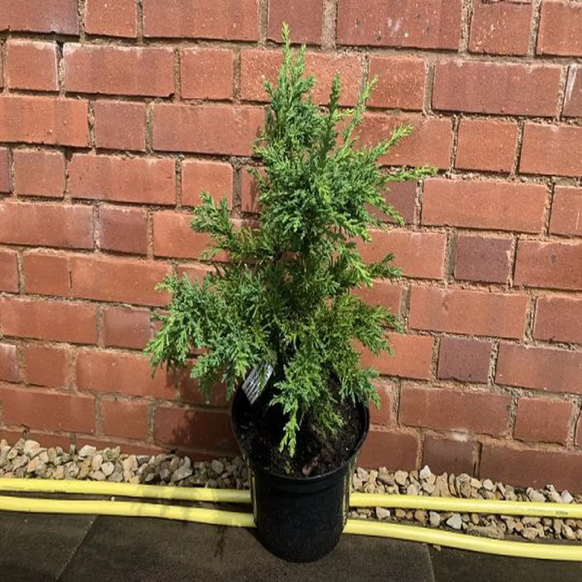 Chamaecyparis obtusa LycopodioidesHinoki cypress